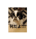 僕の犬の子！！こまちゃん（個別スタンプ：1）