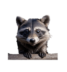 たぬき raccoon dog.（個別スタンプ：1）