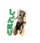 のら君ミミちゃん(猫TikTokerしぶけん)（個別スタンプ：1）