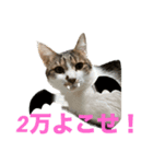 のら君ミミちゃん(猫TikTokerしぶけん)（個別スタンプ：2）