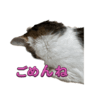 のら君ミミちゃん(猫TikTokerしぶけん)（個別スタンプ：3）