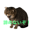 のら君ミミちゃん(猫TikTokerしぶけん)（個別スタンプ：4）