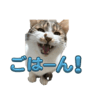 のら君ミミちゃん(猫TikTokerしぶけん)（個別スタンプ：5）
