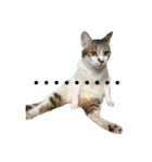 のら君ミミちゃん(猫TikTokerしぶけん)（個別スタンプ：6）