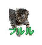 のら君ミミちゃん(猫TikTokerしぶけん)（個別スタンプ：7）