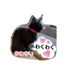 黒ねこズ（個別スタンプ：8）