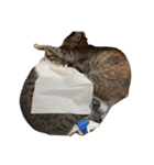 愛猫ばかりのスタンプニッコリ（個別スタンプ：1）