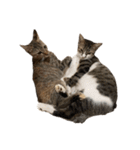 愛猫ばかりのスタンプニッコリ（個別スタンプ：2）