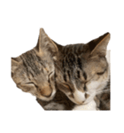 愛猫ばかりのスタンプニッコリ（個別スタンプ：4）