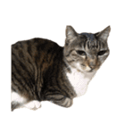 愛猫ばかりのスタンプニッコリ（個別スタンプ：6）