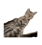愛猫ばかりのスタンプニッコリ（個別スタンプ：7）