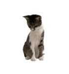 愛猫ばかりのスタンプニッコリ（個別スタンプ：8）