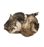 愛猫ばかりのスタンプニッコリ（個別スタンプ：9）