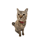 愛猫ばかりのスタンプニッコリ（個別スタンプ：10）