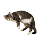 愛猫ばかりのスタンプニッコリ（個別スタンプ：13）