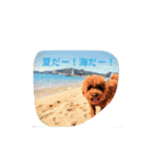 もじゃ季節のスタンプ（個別スタンプ：1）