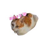 猫の休憩所 こごみ（個別スタンプ：1）
