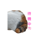 猫の休憩所 こごみ（個別スタンプ：3）