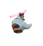 猫の休憩所 こごみ（個別スタンプ：4）