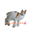 猫の休憩所 こごみ（個別スタンプ：6）