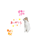 猫の休憩所 こごみ（個別スタンプ：7）
