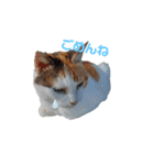 猫の休憩所 こごみ（個別スタンプ：8）