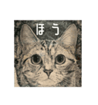 たたえる猫たち - 山田猫 vol.16（個別スタンプ：14）