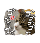 ムツゴロウ♂スタンプ（個別スタンプ：6）