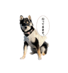 黒柴（豆）第二弾（個別スタンプ：3）