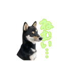 黒柴（豆）第二弾（個別スタンプ：9）