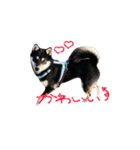 黒柴（豆）第二弾（個別スタンプ：19）