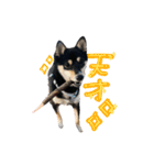 黒柴（豆）第二弾（個別スタンプ：20）