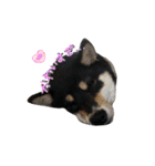 黒柴（豆）第二弾（個別スタンプ：21）