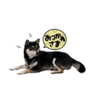 黒柴（豆）第二弾（個別スタンプ：23）