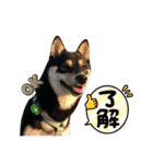 黒柴（豆）第二弾（個別スタンプ：24）