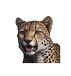 チーター Cheetah（個別スタンプ：1）