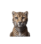 チーター Cheetah（個別スタンプ：2）