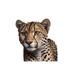 チーター Cheetah（個別スタンプ：3）