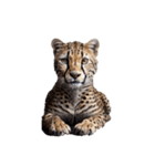 チーター Cheetah（個別スタンプ：4）