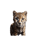 チーター Cheetah（個別スタンプ：5）