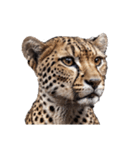 チーター Cheetah（個別スタンプ：6）