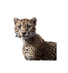 チーター Cheetah（個別スタンプ：7）