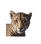 チーター Cheetah（個別スタンプ：8）