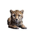 チーター Cheetah（個別スタンプ：9）