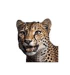 チーター Cheetah（個別スタンプ：10）