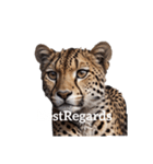 チーター Cheetah（個別スタンプ：12）