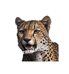 チーター Cheetah（個別スタンプ：13）
