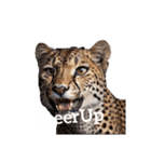 チーター Cheetah（個別スタンプ：14）