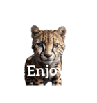 チーター Cheetah（個別スタンプ：16）