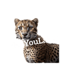 チーター Cheetah（個別スタンプ：34）